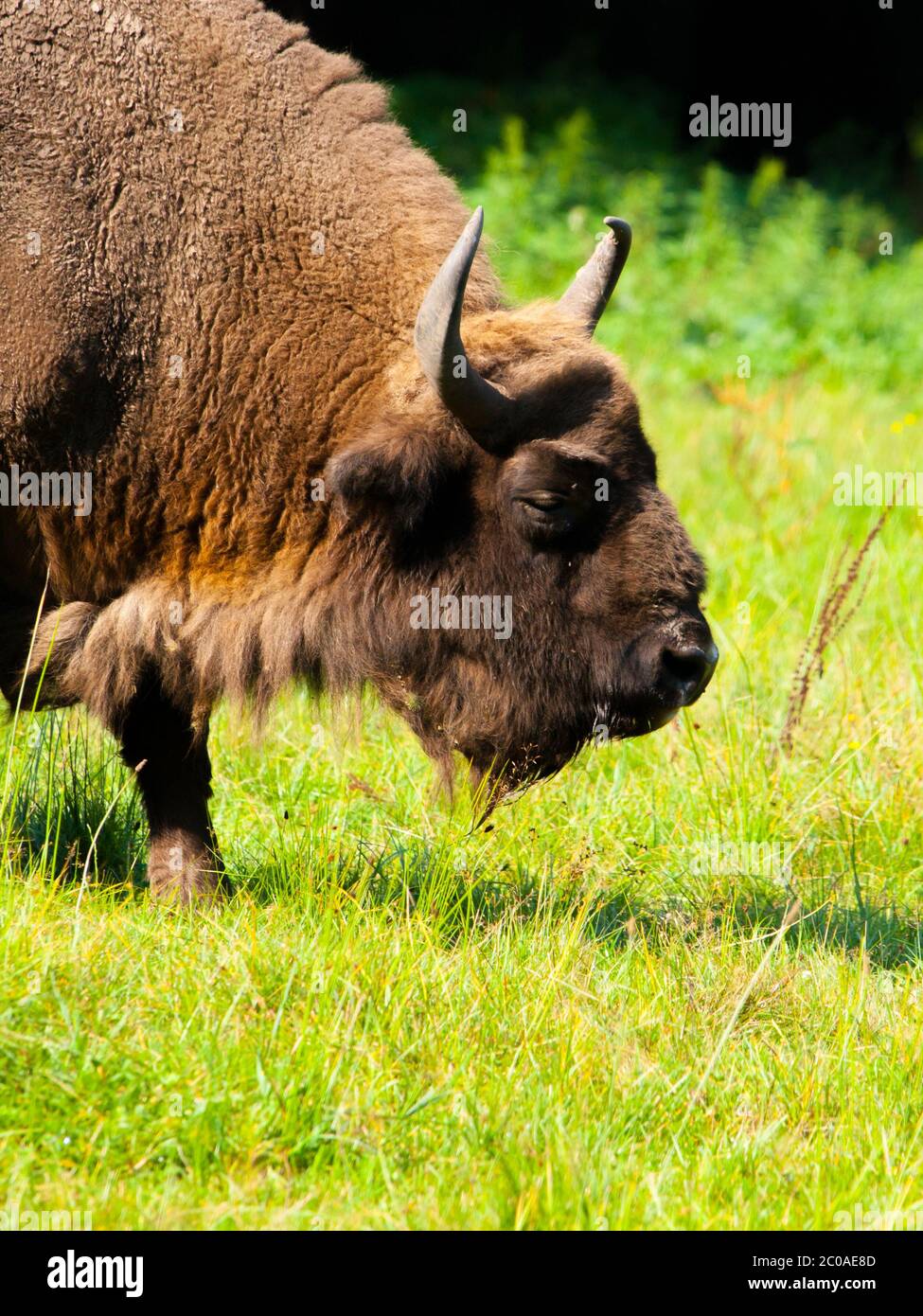 Capo di bisonte europeo (wisent o bonasus bisonte) pascolo nella foresta di Bialowieza Foto Stock