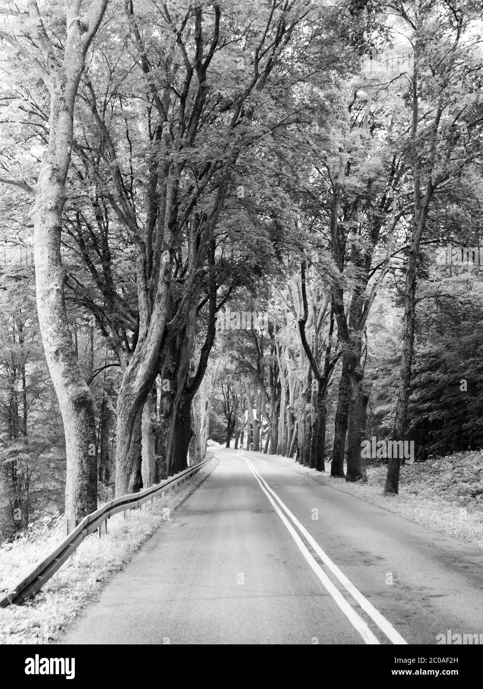 Strada asfaltata con doppia linea bianca e vicolo alberato, in bianco e nero Foto Stock