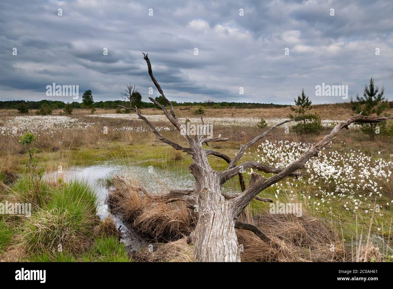 vecchio tronco di albero sulla palude Foto Stock