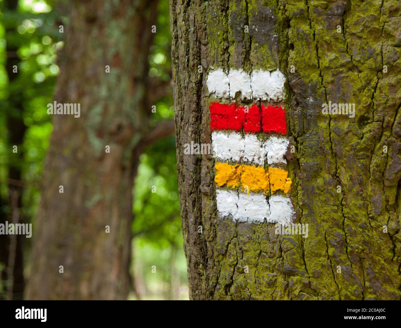 Segnaletica turistica ceca - contrassegno rosso e giallo sulla corteccia dell'albero Foto Stock