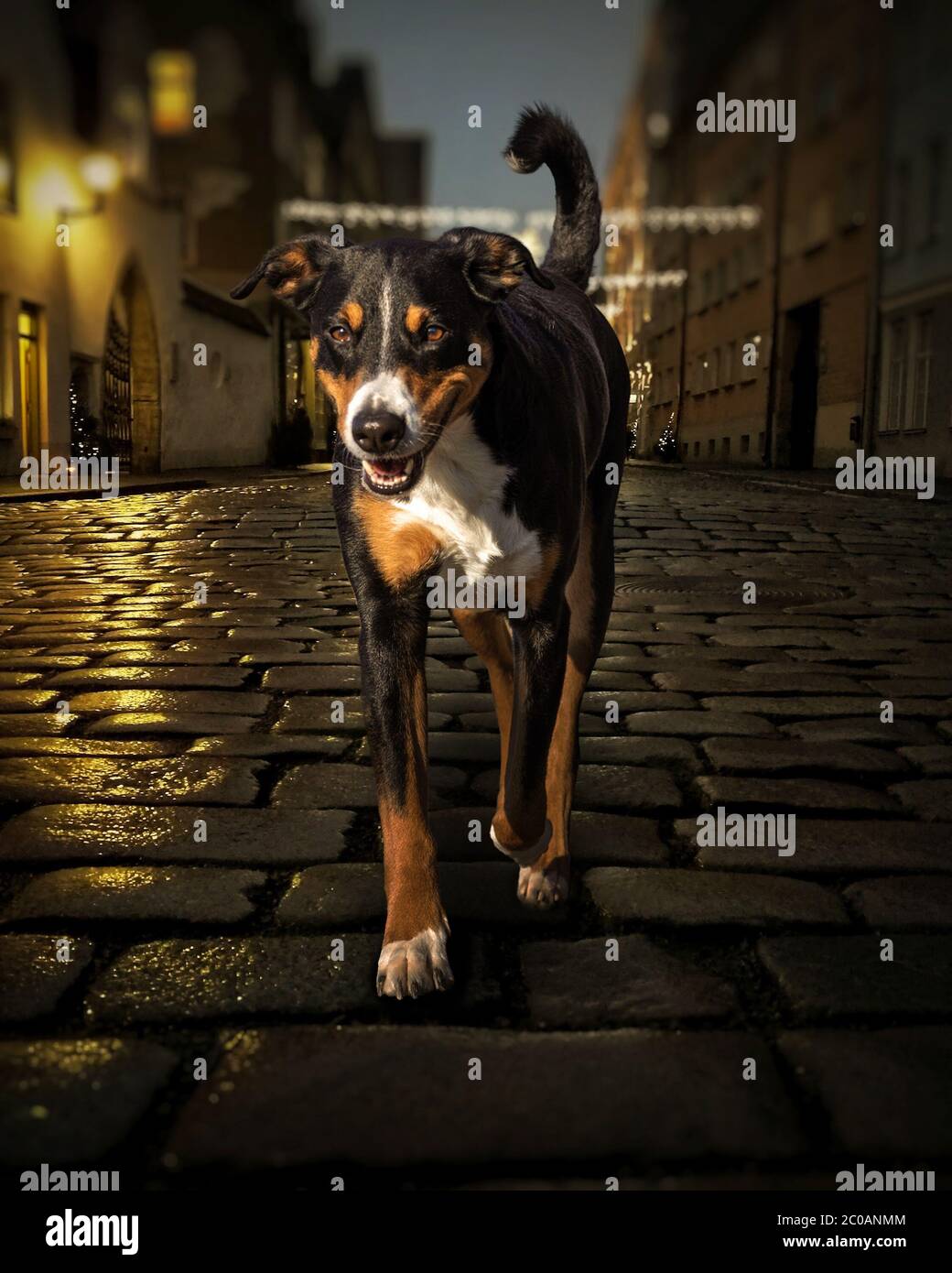 Appenzeller Mountain Dog, Sennenhund cammina di notte Foto Stock