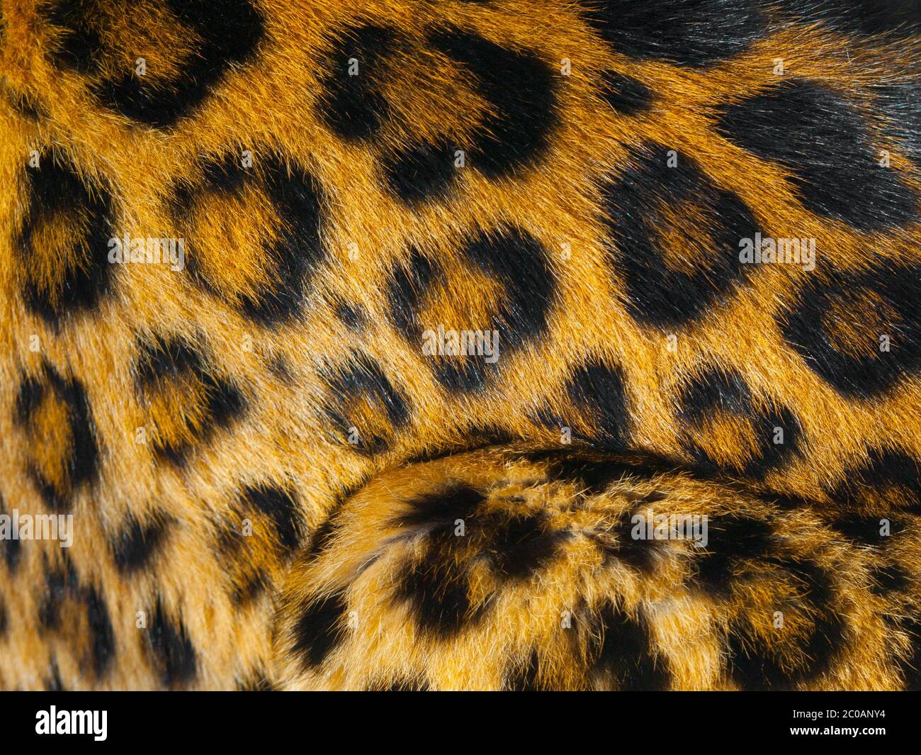 Vista dettagliata della pelle leopardata con circlces neri Foto Stock