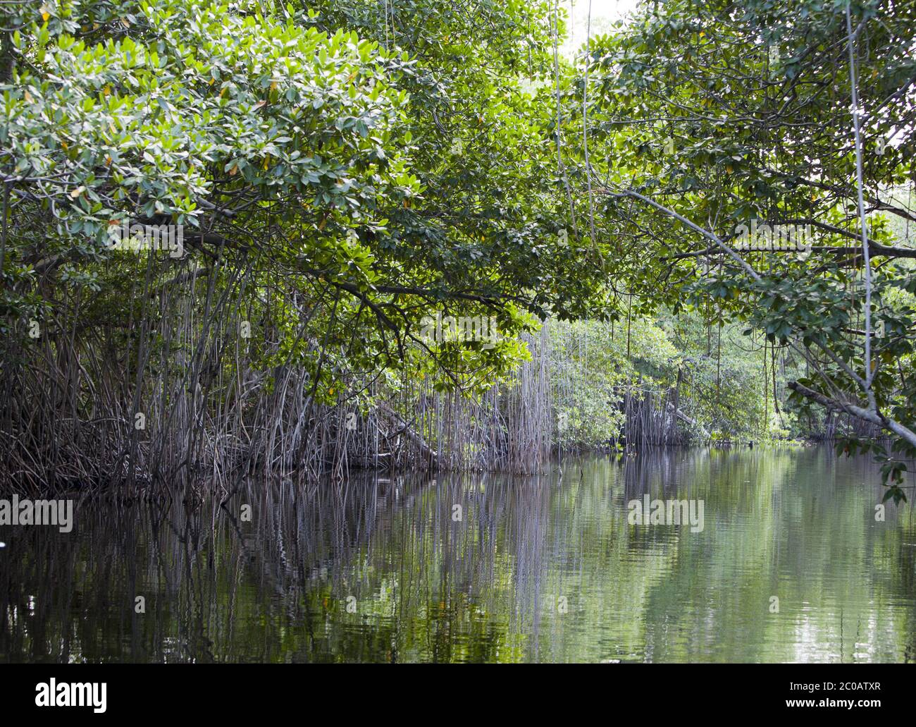 Boscaglie tropicali foresta di mangrovie sul nero riv Foto Stock