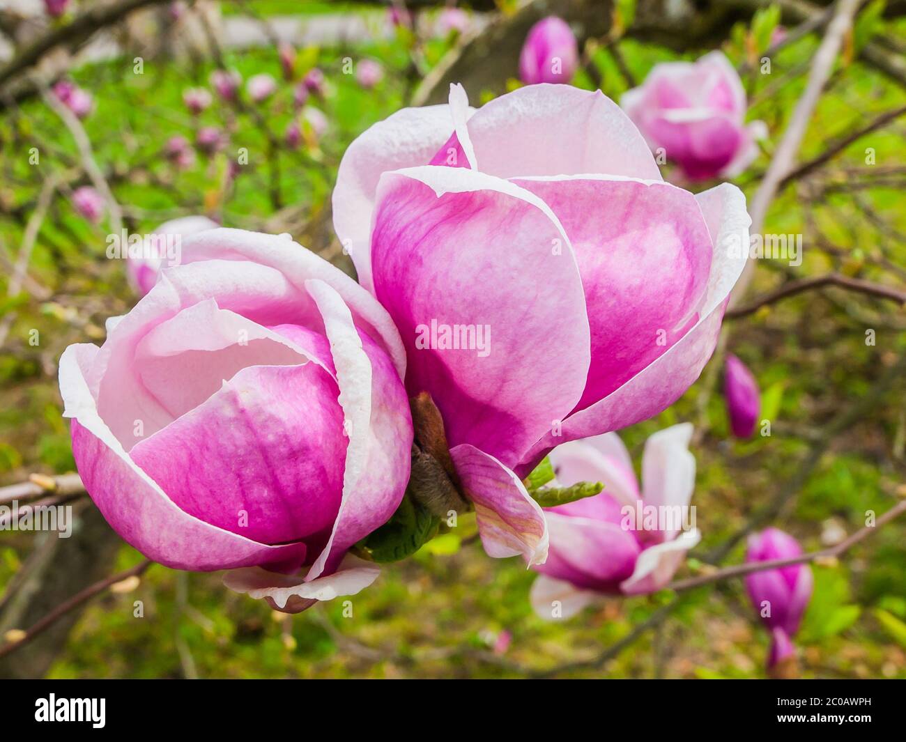 Due fiori rosa di magnolia in vista ravvicinata. Foto Stock