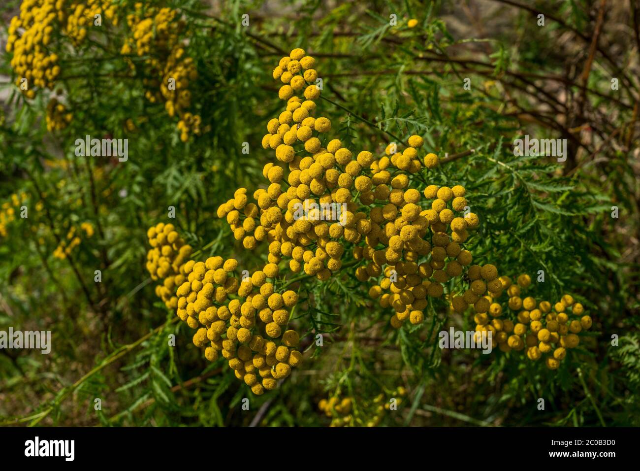 Fiori selvatici Tansy sul fiume Dee. Foto Stock