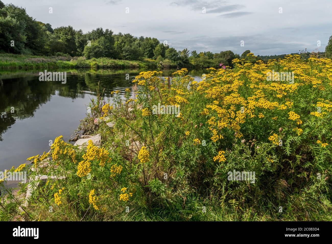 Fiori selvatici Tansy sul fiume Dee. Foto Stock
