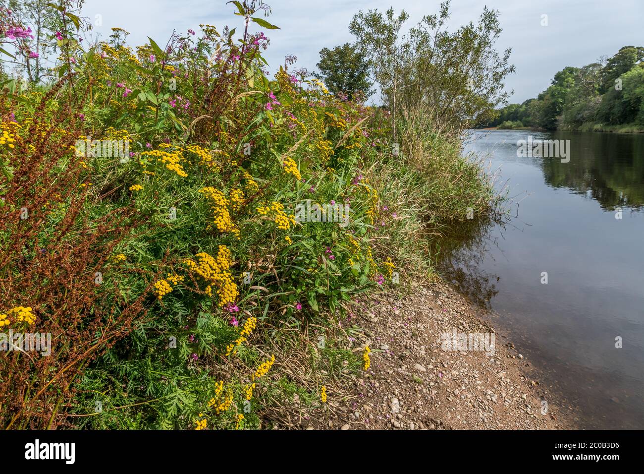 Fiori selvatici Tansy sul fiume Dee. Foto Stock