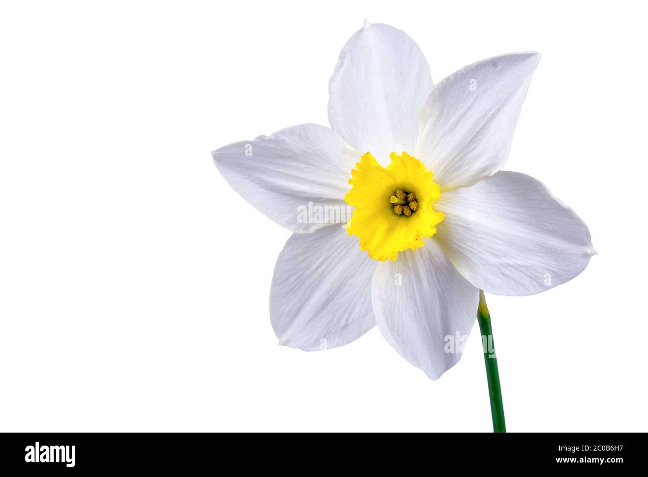 Narciso bianco Foto Stock