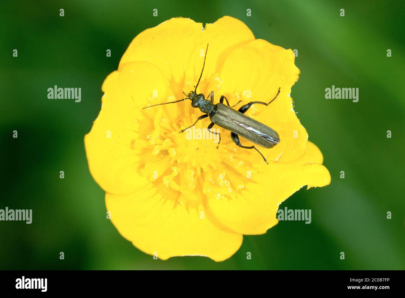 Beetle sul fiore giallo Foto Stock