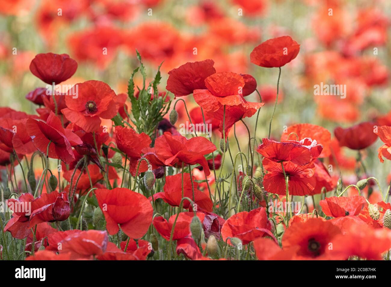 Acri di Poppies Norfolk, un mare di colore rosso. Foto Stock