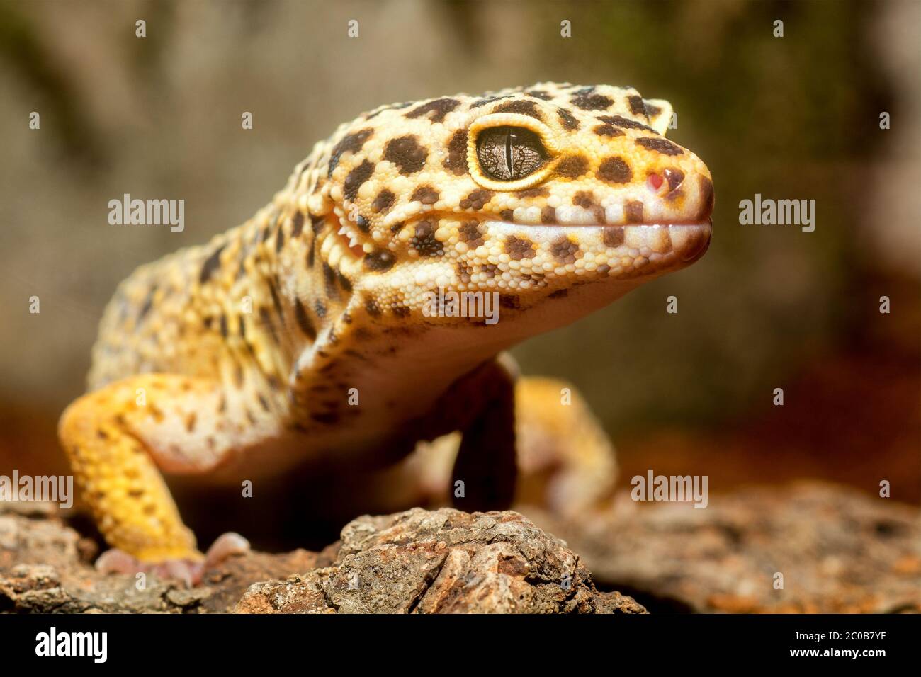 Ritratto di geco Foto Stock