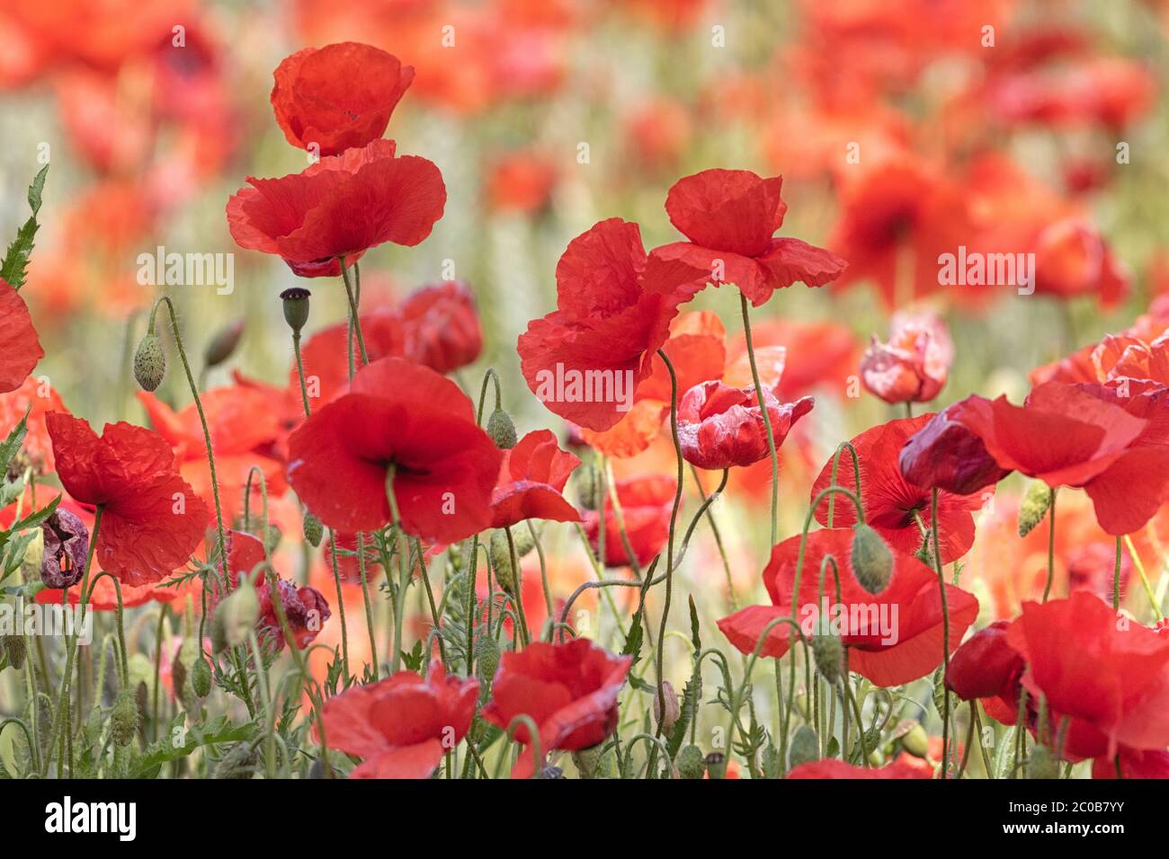 Acri di Poppies Norfolk, un mare di colore rosso. Foto Stock