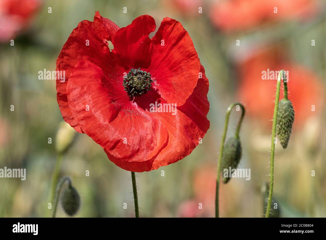 Acri di Poppies Norfolk, un mare di colore rosso. Foto Stock