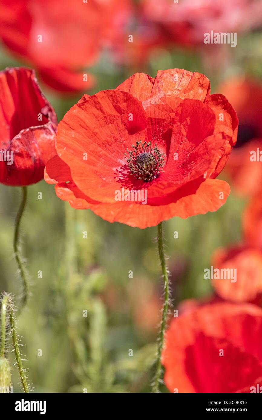 Acri di Poppies Norfolk, un mare di colore rosso. Foto Stock