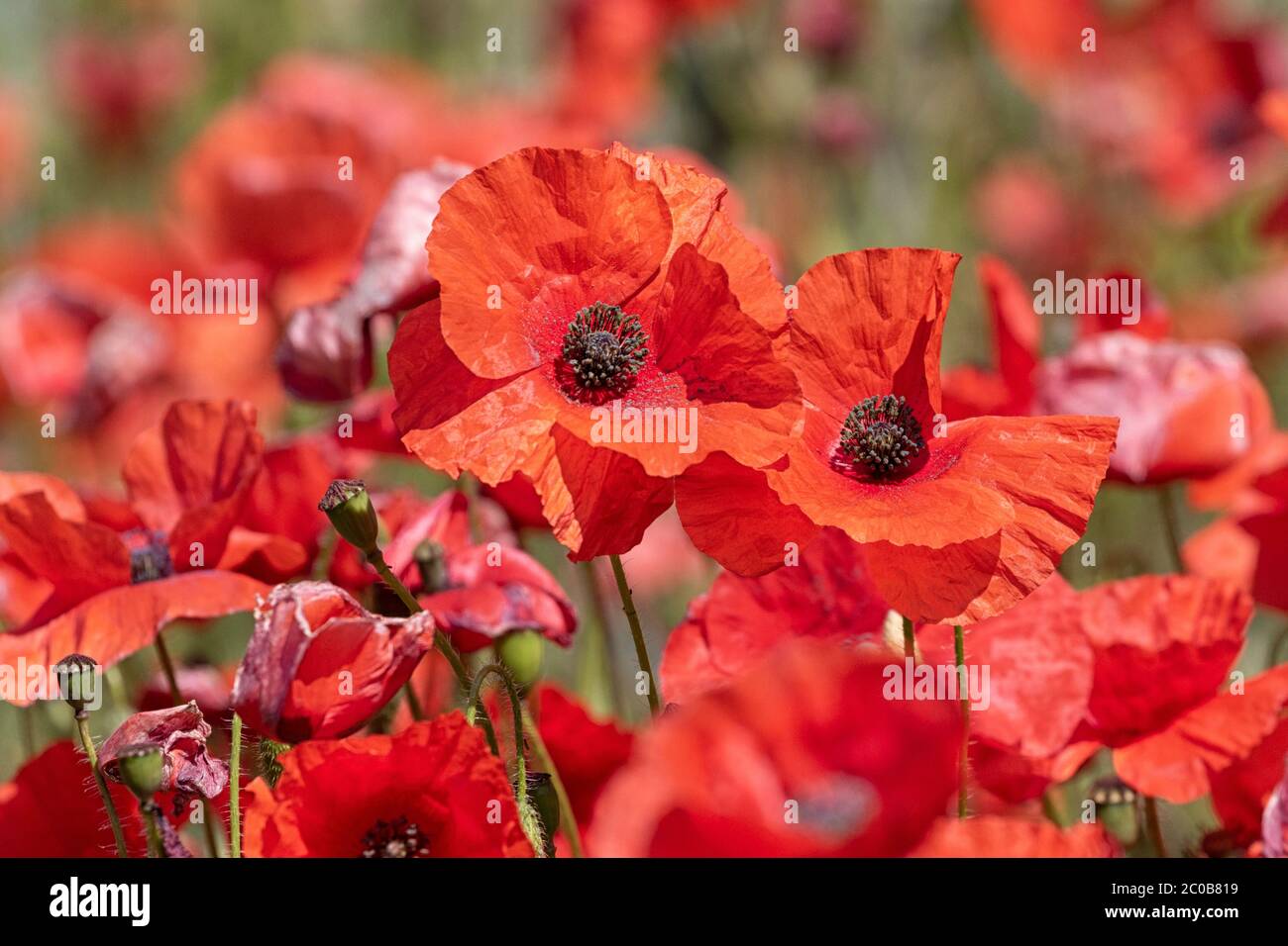 Acri di Poppies Norfolk, un mare di colore rosso. Foto Stock