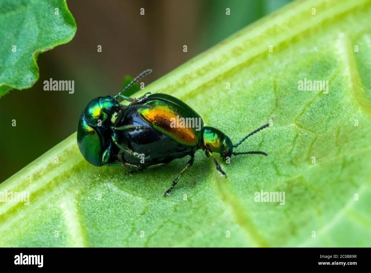 Verde bordello (gastrofisica viridula) bug accoppiamento noto anche come verde bordello stock di scarabeo Foto Stock