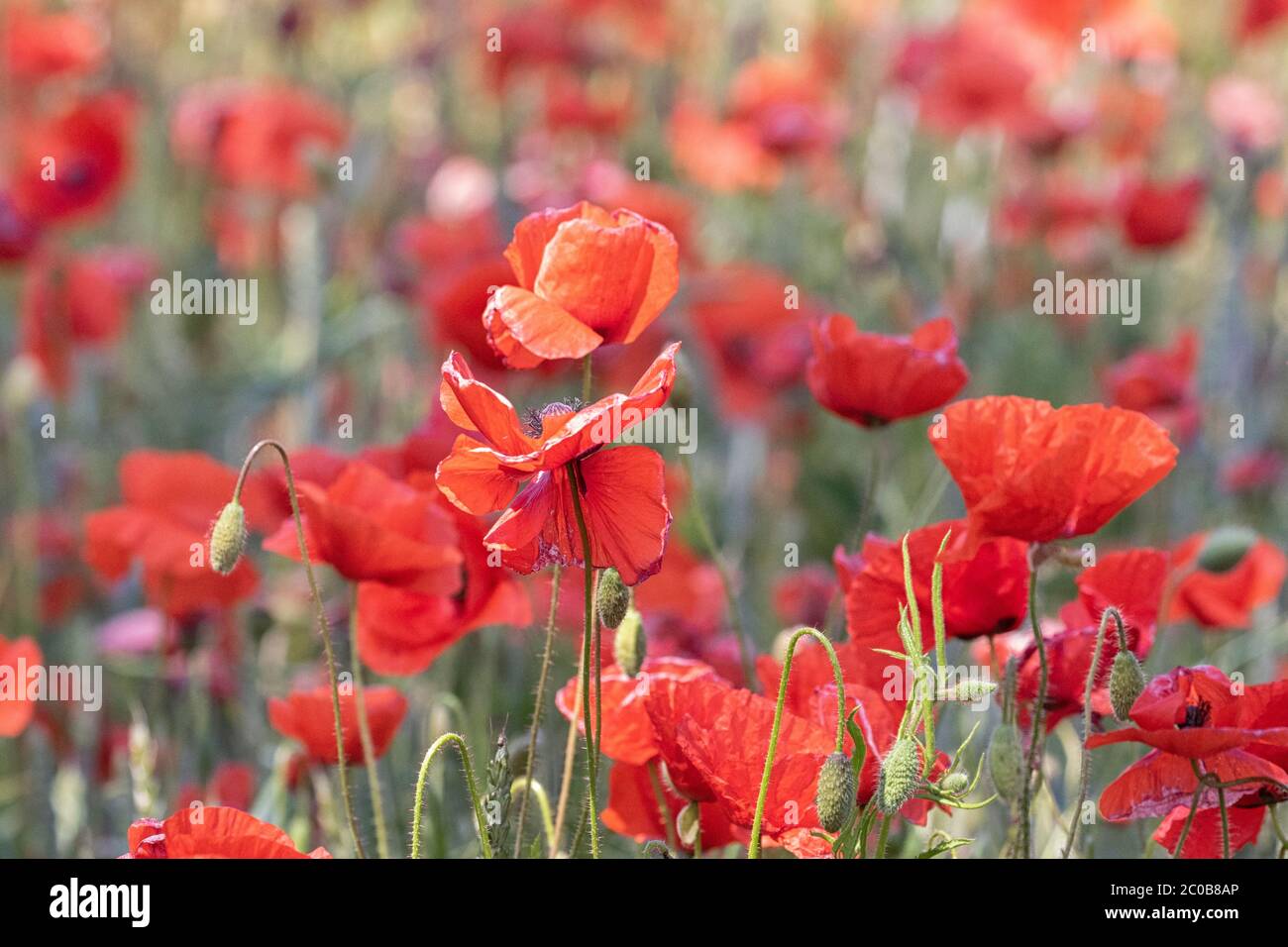 Acri di Poppies Norfolk, un mare di colore rosso. Foto Stock