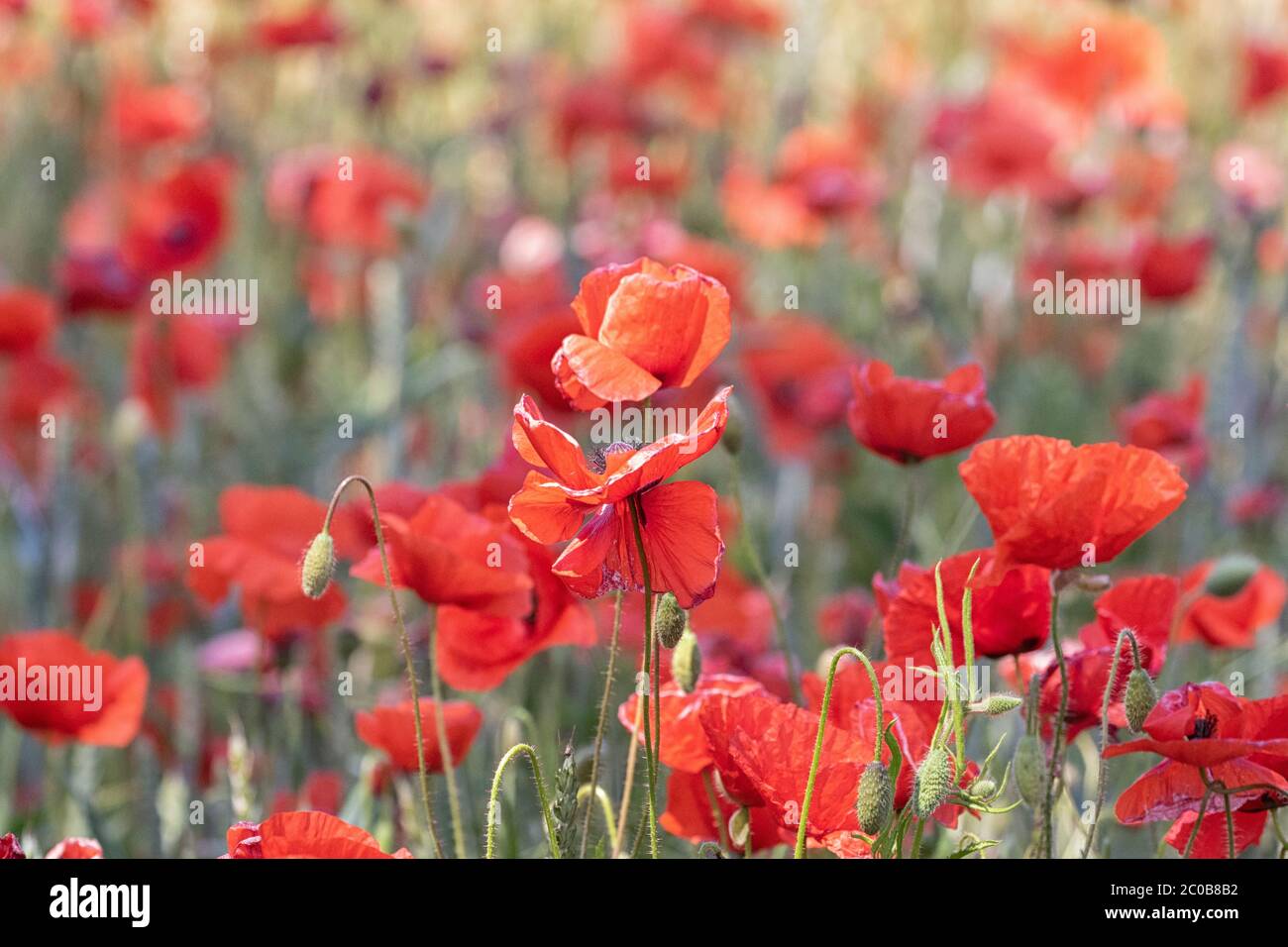 Acri di Poppies Norfolk, un mare di colore rosso. Foto Stock