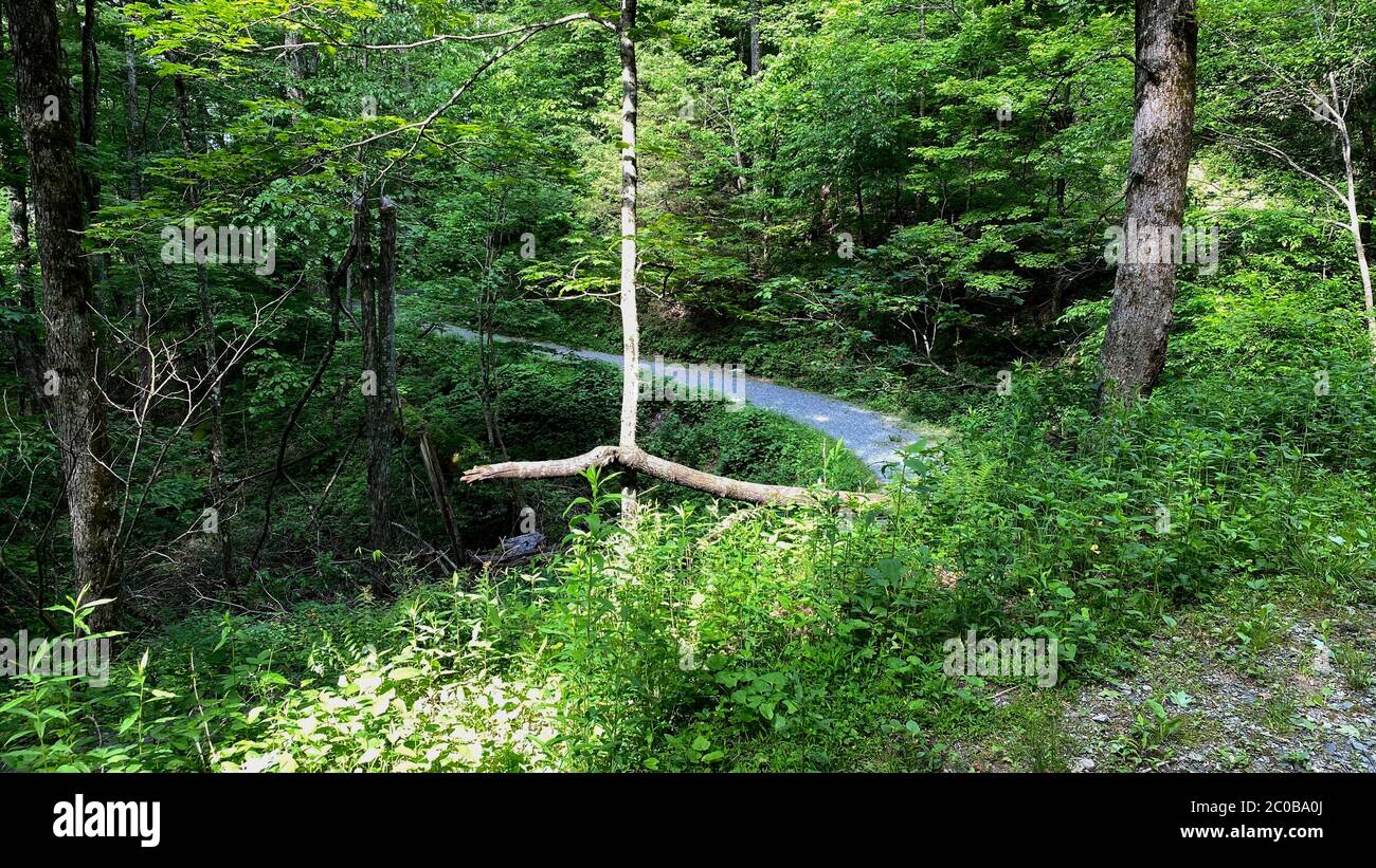 Corteccia di albero di forma insolita in un bosco di montagna con sentiero escursionistico in background Foto Stock