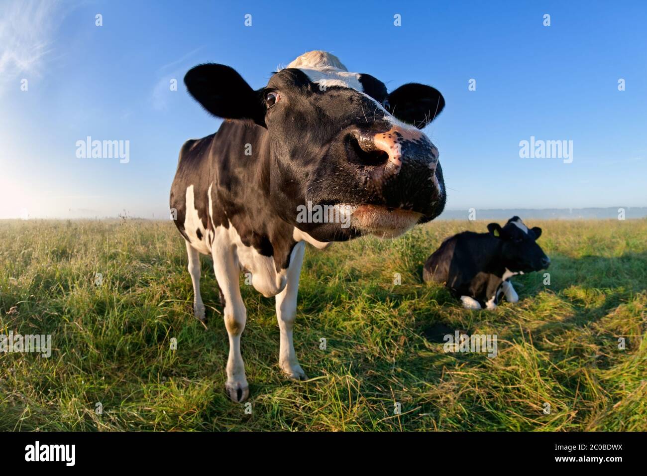 divertente mucca muso via grandangolo Foto Stock