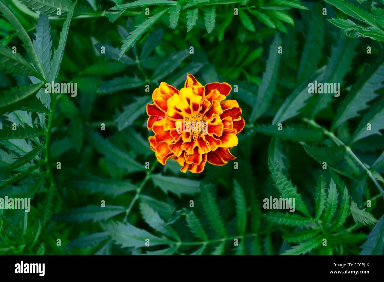 Un primo piano di fiori di marigold su sfondo verde foglie di marigold fogliame. Foto Stock