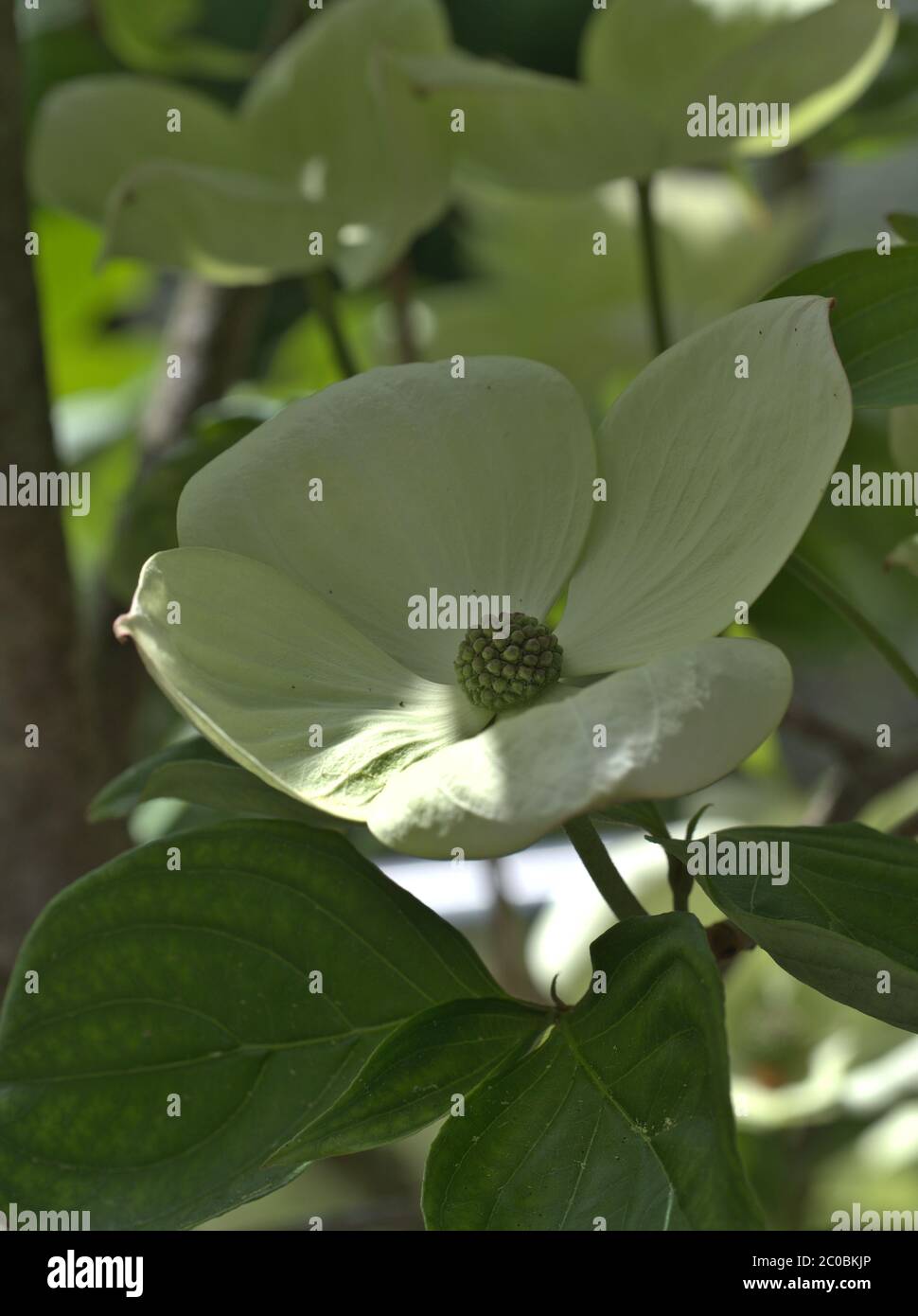 Primo piano di fiore cornus. Cornus Cornus cousa è anche conosciuto come dogwood giapponese o Venere. Foto Stock