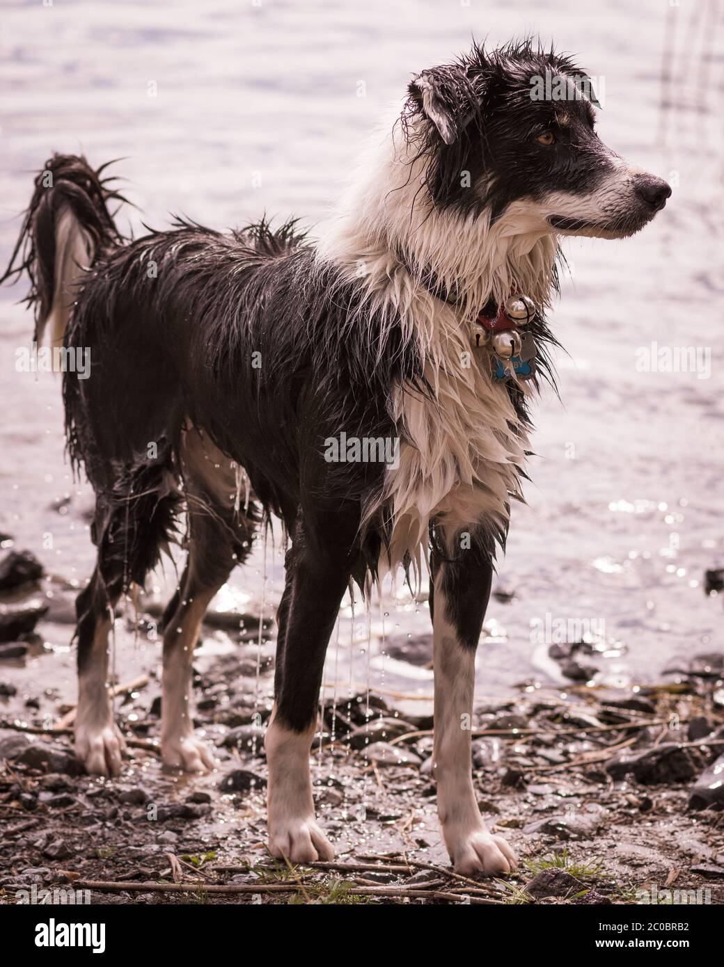 il cane di collie di bordo in piedi su tutte le nostre guardando attento Foto Stock