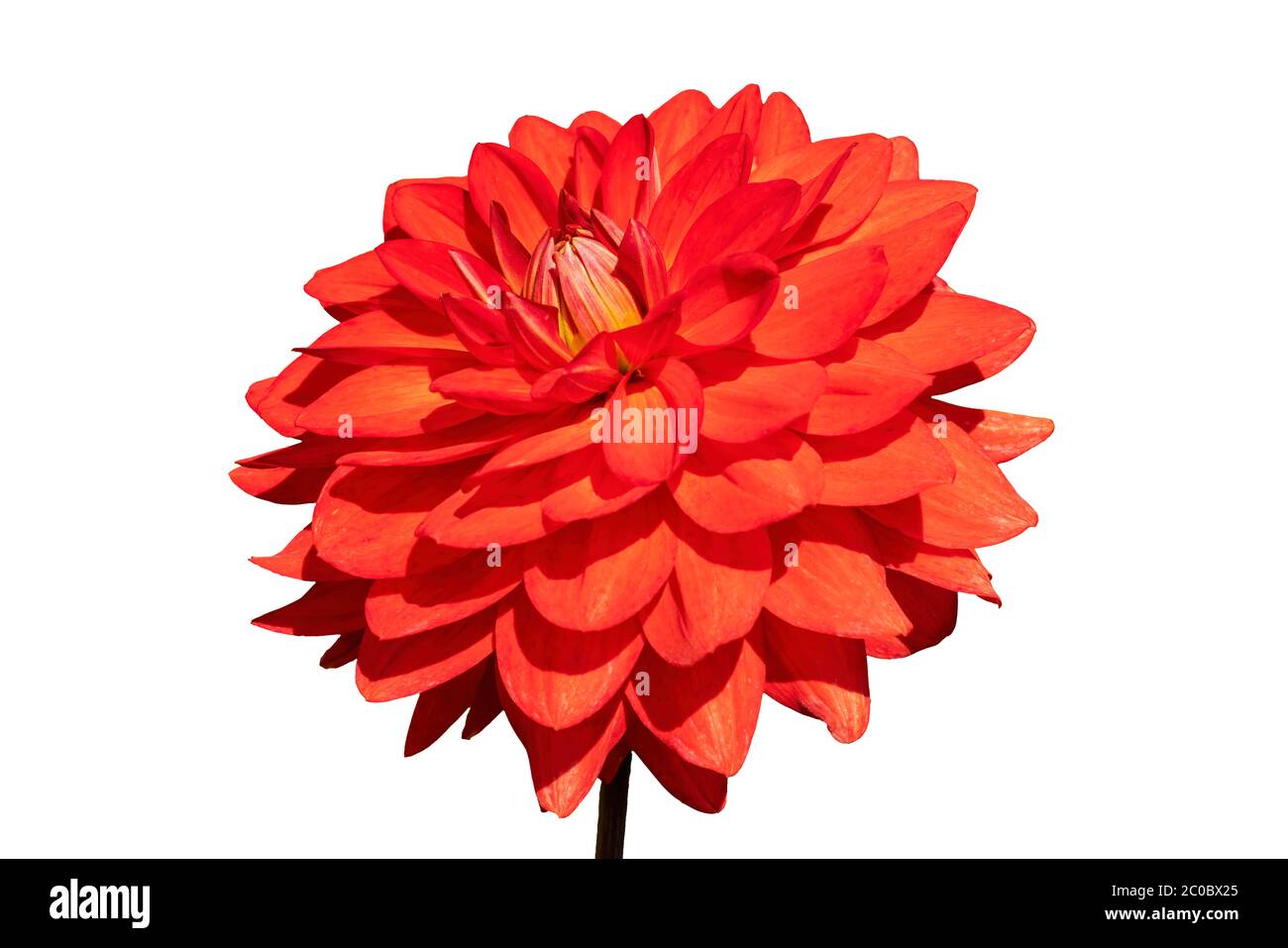Dahlia 'Taratahi Ruby' una pianta di fiori perenni erbacei erbacei rossi d'estate, tagliata e isolata su sfondo bianco Foto Stock