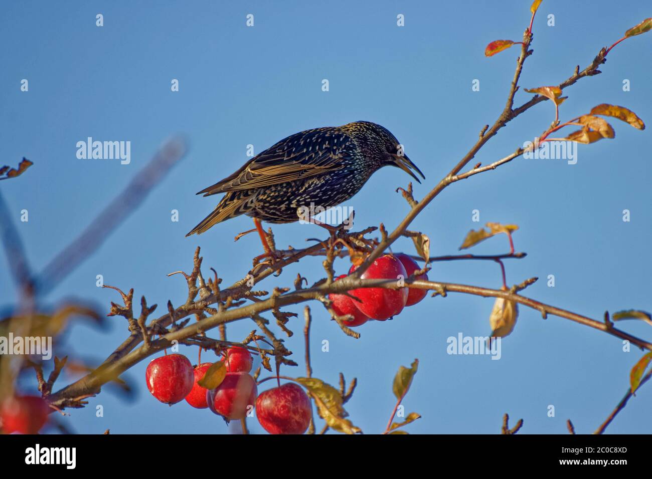 Gli Starlings sono compatti, con code corte, e appaiono più piccoli di thushes o di blackbirds anche se di peso simile. Le loro piume hanno macchie bianche. Foto Stock