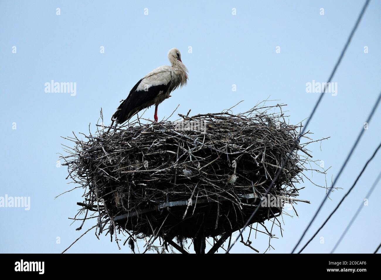 Animali, cicogna, nido, uccelli migratori, cicogna bianca, ciconia ciconia, uccelli neogognatici, vertebrati, foto Kazimierz Jurewicz, Foto Stock