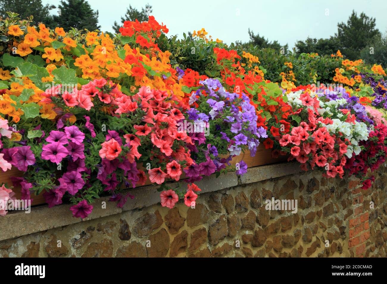 Petunie, a sbalzo, parete da giardino, piante da letto, colori misti Foto Stock