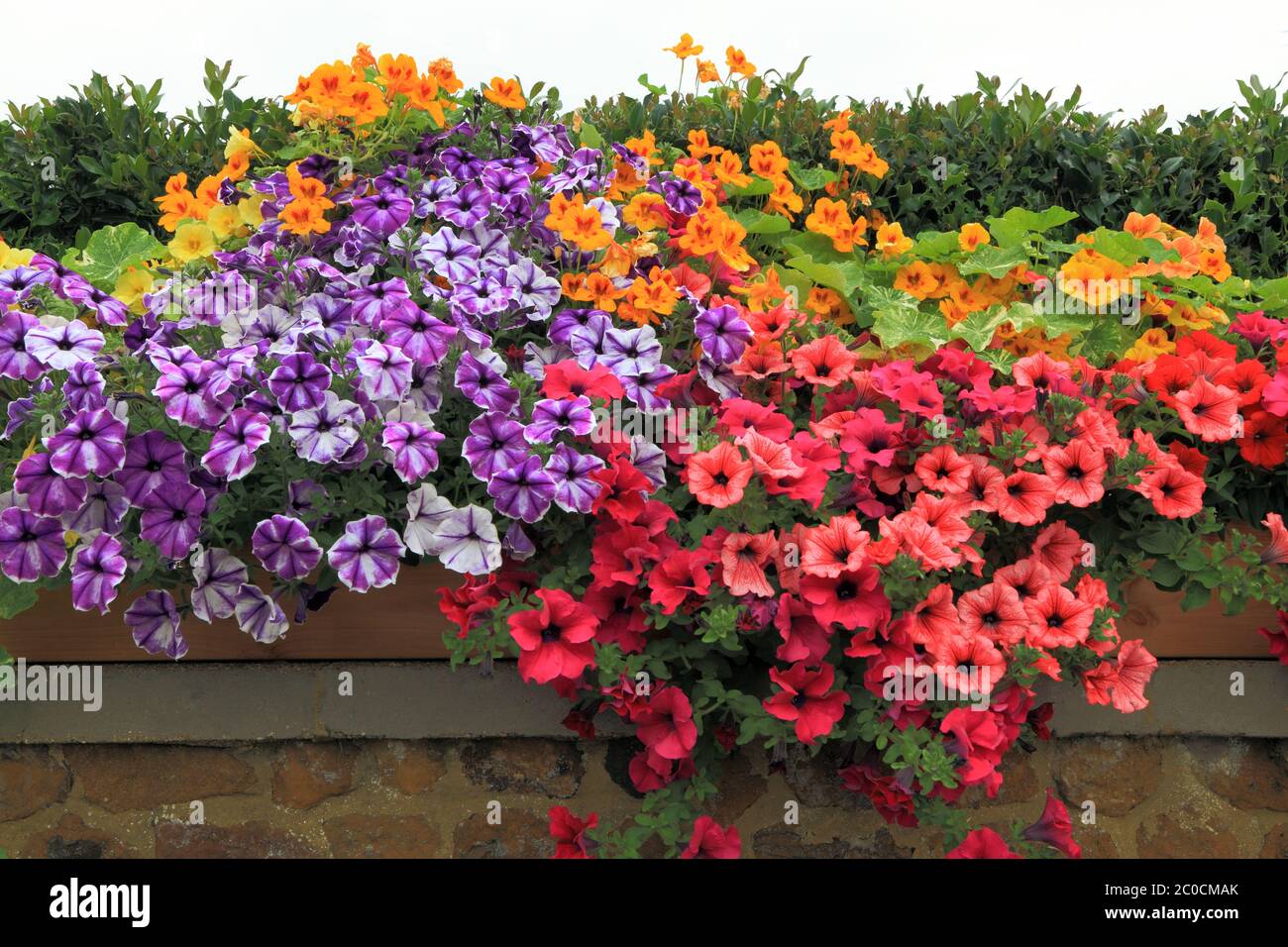 Petunie, a sbalzo, parete da giardino, piante da letto, colori misti Foto Stock