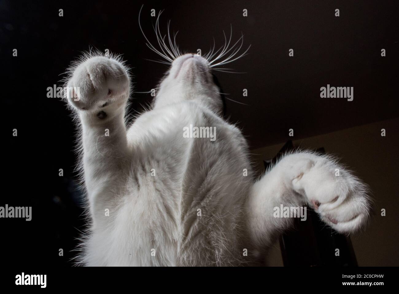 Un gatto bianco e nero visto dal basso Foto Stock