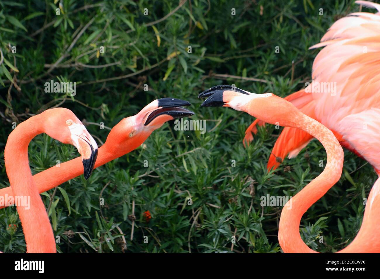 Due giocosi fenicotteri rosa americani, primo piano Foto Stock