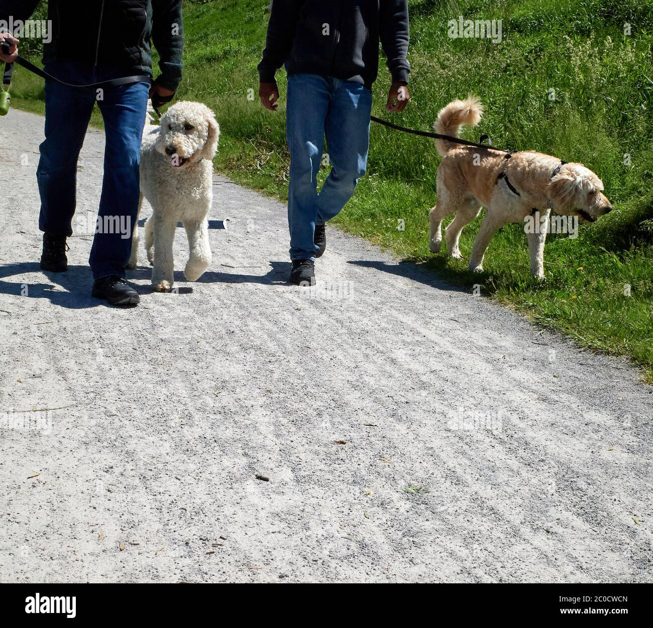Anonimo mezzo corpo inferiore colpo di due uomini che camminano i loro cani carini su un percorso ghiaia durante una giornata estiva soleggiata nella regione delle cascate del Niagara in Ontario Foto Stock