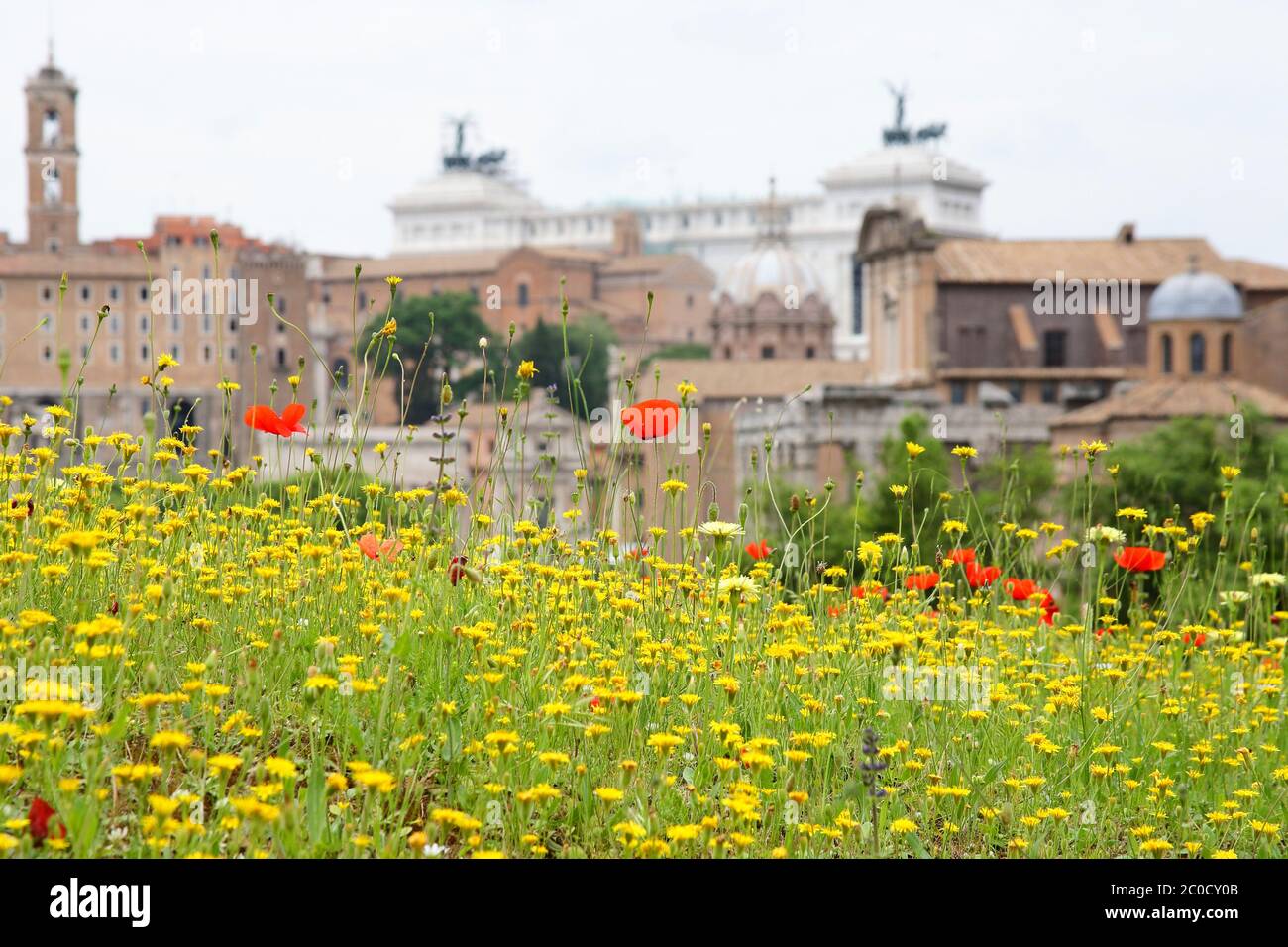 Foro romano con fiori rossi e gialli selvatici in primo piano Foto Stock Foro romano con fiori rossi e gialli selvatici in primo piano Foto Stock