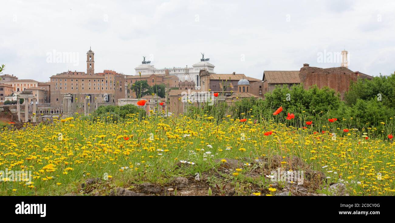 Foro romano con fiori rossi e gialli selvatici in primo piano Foto Stock Foro romano con fiori rossi e gialli selvatici in primo piano Foto Stock