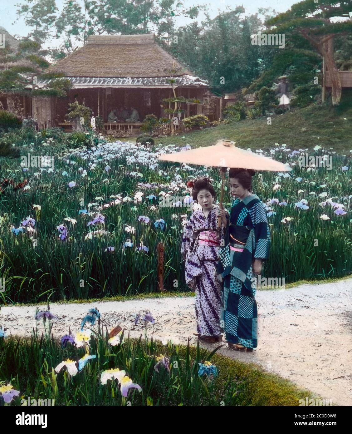 [ 1900 Giappone - Fiori di Iris a Tokyo ] - Donne in kimono al riparo dalla pioggia sotto un grande ombrellone ammirare i fiori nel famoso giardino di Iris del Giardino di Horikiri Shobuen (堀切菖蒲園) a Tokyo. scivolo di vetro vintage del xx secolo. Foto Stock