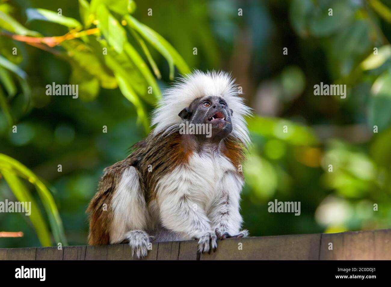 Un'immagine closeup in tamarina con top in cotone. Uno dei primati più piccoli, facilmente riconoscibile dalla lunga cresta sagittale bianca che si estende dalla fronte. Foto Stock