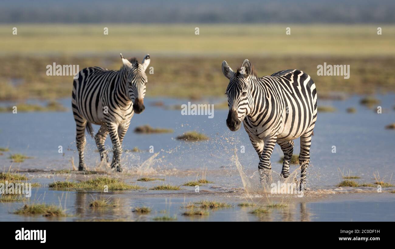 Foto orizzontale di due zebre femminili che camminano attraverso l'acqua che giace sul terreno e che spruzzano con gli zoccoli in luce dorata del pomeriggio ad Amboseli nati Foto Stock