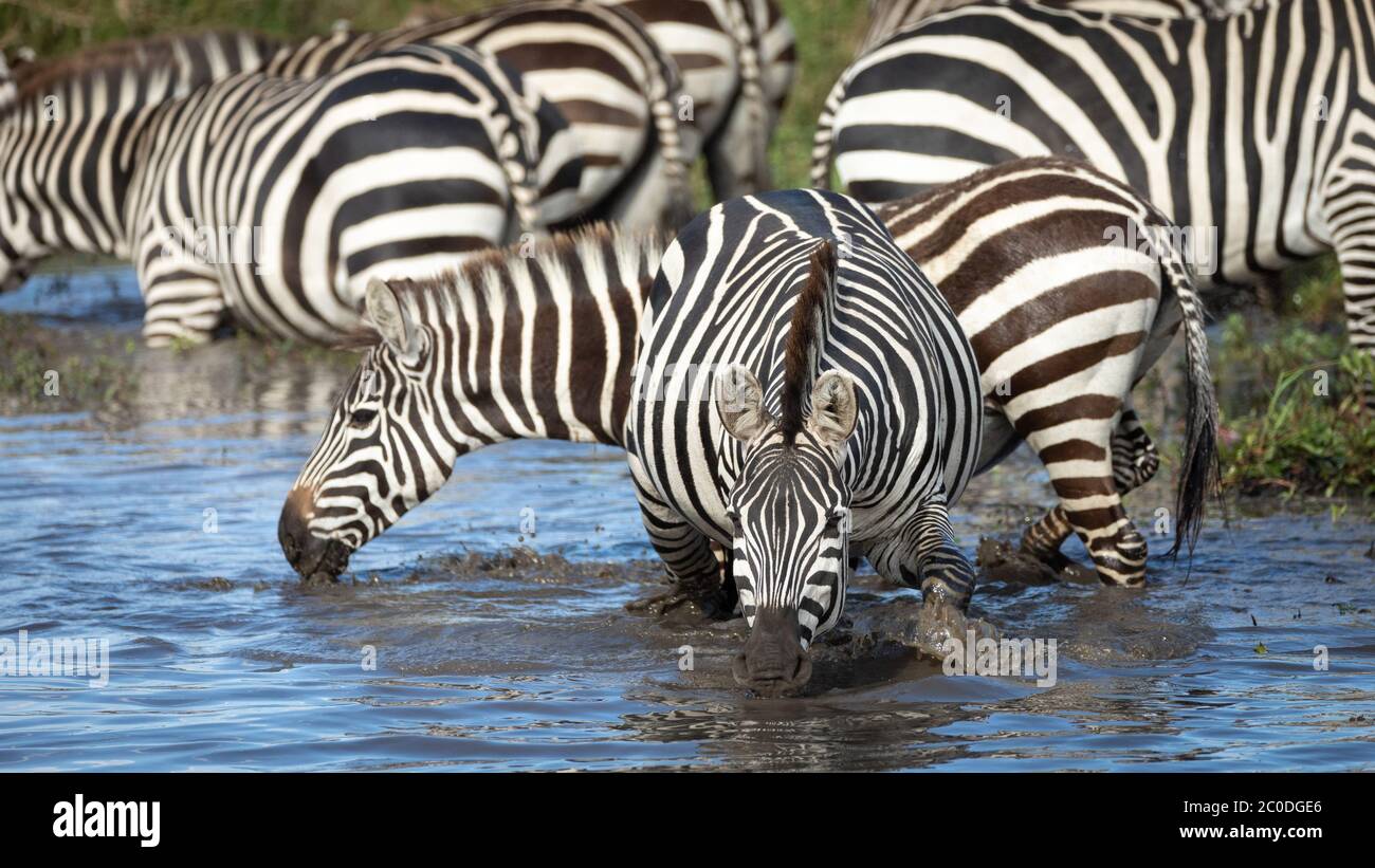 Un gruppo di zebre che bevono acqua al fiume Mara con una testa da vicino su colpo di una zebra adulta in Masai Mara Kenya Foto Stock
