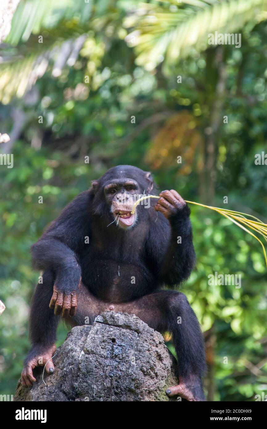 Un Chimpanzee sedersi sulla roccia e utilizza una paglia come strumento per ottenere il cibo dal buco sulla roccia. Lo scimpanzé è una specie di grande scimmia. Foto Stock