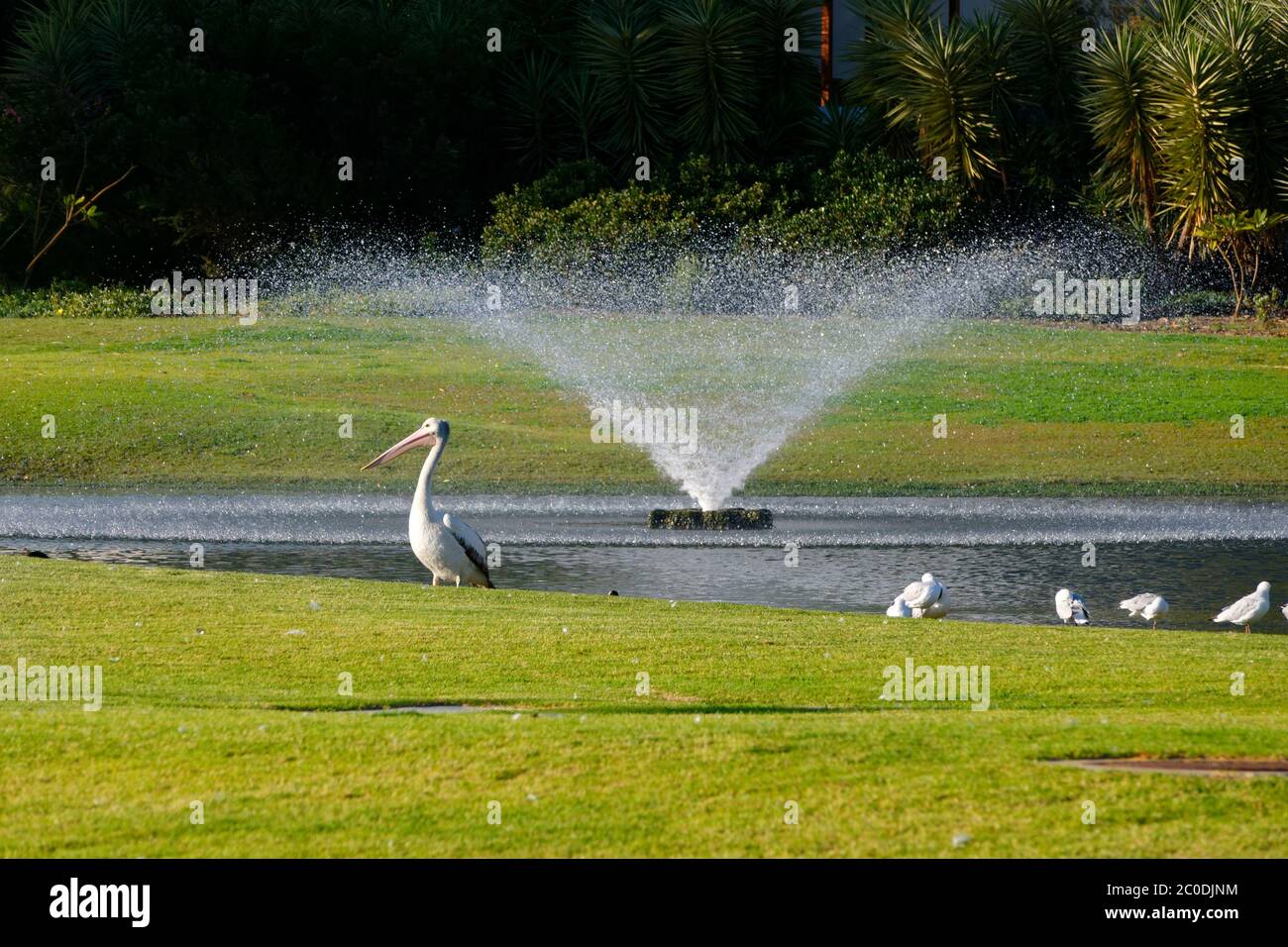Australian Pink Pelican ( PELECONCANUS cospicillatus ) lungo il lato della fontana d'acqua, Perth, Australia Occidentale Foto Stock