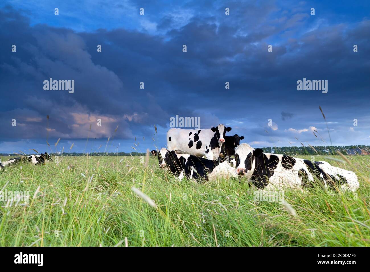 mucche rilassate sul pascolo Foto Stock