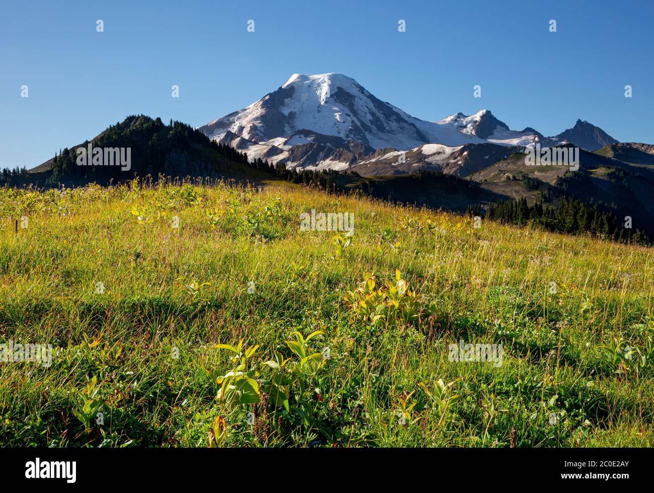 WA16675-00...WASHINGTON - luce del mattino presto sul Monte Baker da una collina coperta di prato su Skyline divide nella sezione di Mount Baker Wilderness Foto Stock