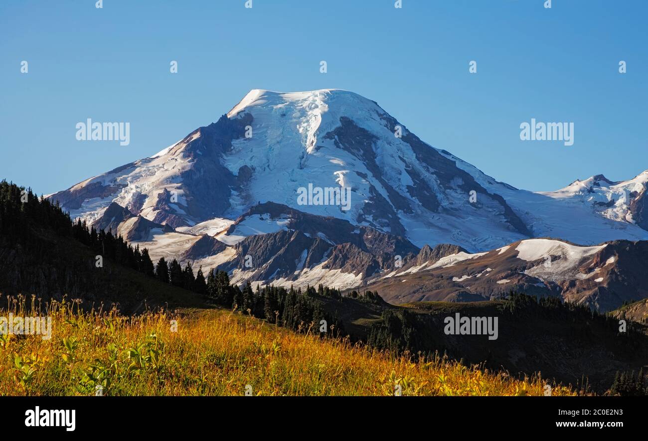 WA16675-00...WASHINGTON - luce del mattino presto sul Monte Baker da una collina coperta di prato su Skyline divide nella sezione di Mount Baker Wilderness Foto Stock