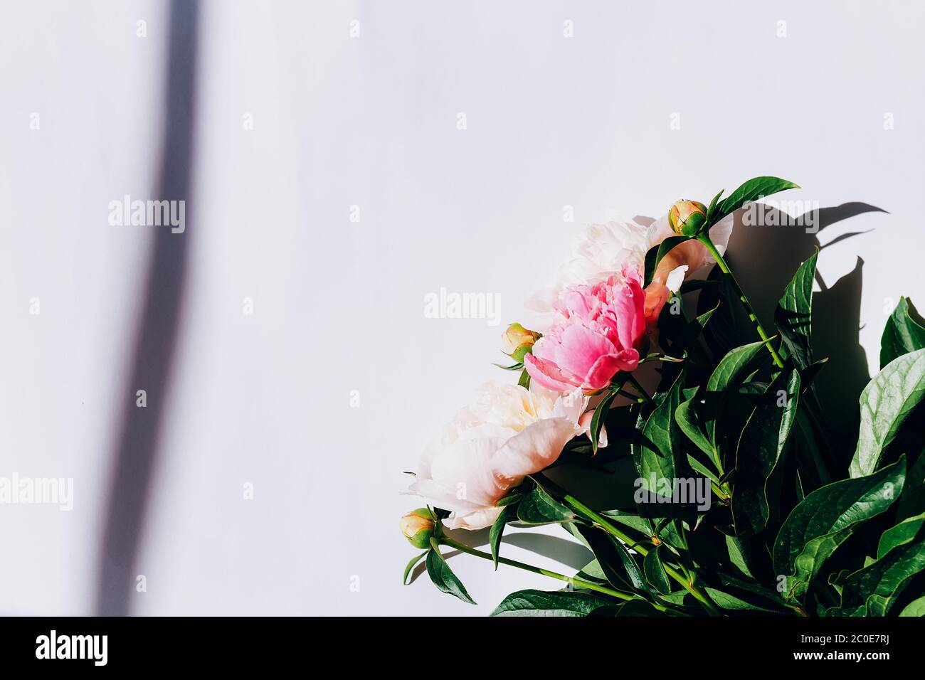 Bel bouquet di peonie su sfondo bianco, peonie fiorite Foto Stock