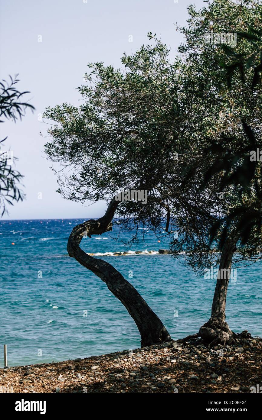 Limassol Cipro 10 giugno 2020 Vista di alberi che crescono di fronte al mare sulla spiaggia di Limassol a Cipro Foto Stock