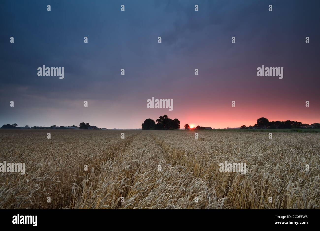 tramonto estivo viola su campo di grano Foto Stock