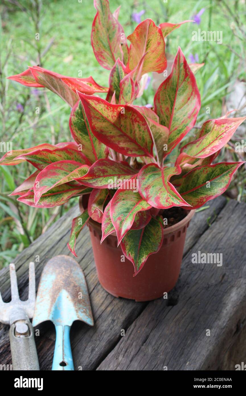 Il mio Red Lip Aglonema, Malesia Foto Stock